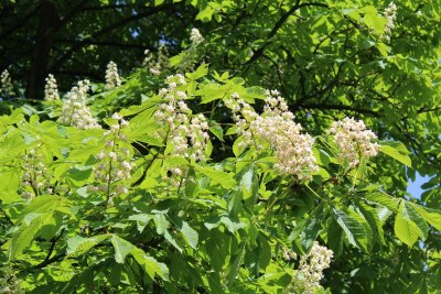 Aesculus hippocastanum - jírovec koňský (maďal) - květenství a listy